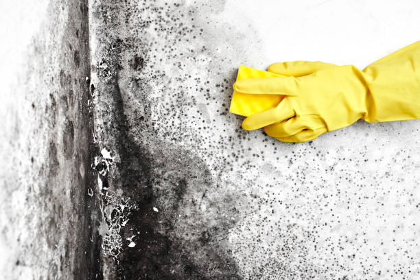 Best Local Mold Removal Service  in Gower, MO