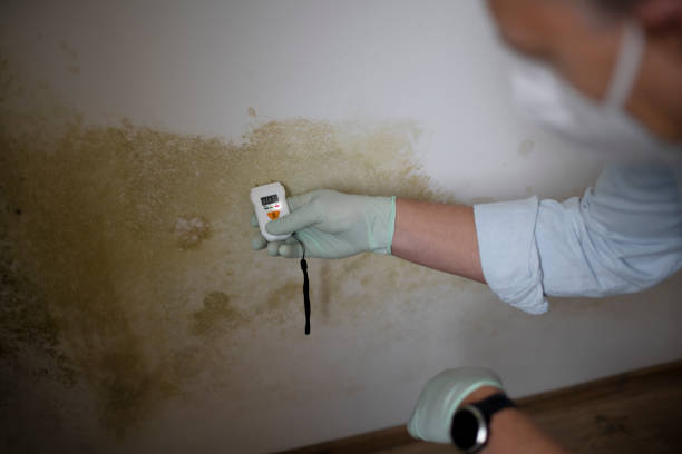 Best Emergency Mold Removal  in Gower, MO