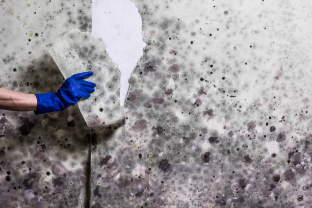 Best Mold Testing  in Gower, MO