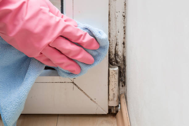 Best Fast Mold Removal  in Gower, MO