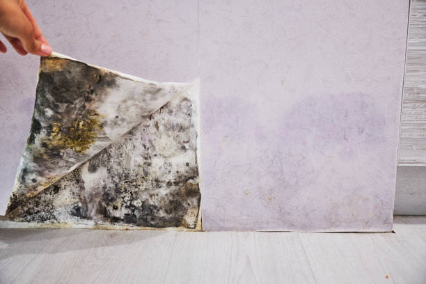 Best Water Damage Restoration  in Gower, MO